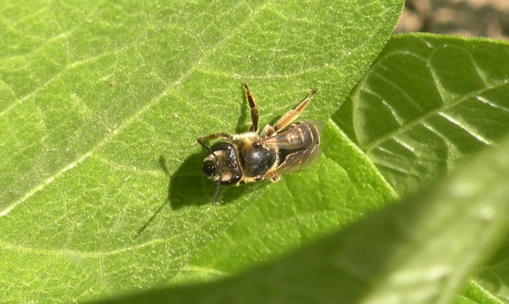 femmine di Andrena sp. e Apidae Halictinae